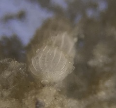 Uvigerinidae