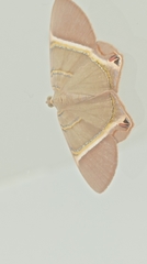 Phrygionis polita