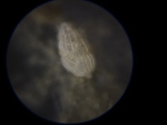 Uvigerinidae