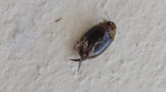Thermonectus