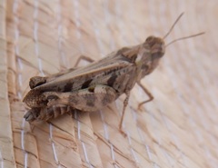 Encoptolophus costalis