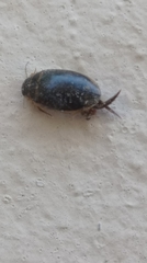 Thermonectus