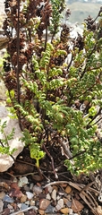 Cheilanthes multifida multifida