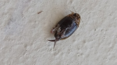 Thermonectus