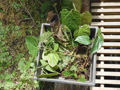 Aristolochia acuminata