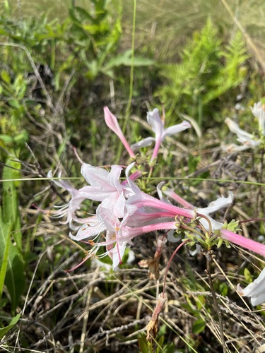 Image of Rhododendron atlanticum by (c) Matthew Pintar, some rights reserved (CC BY)