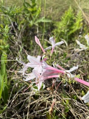 Rhododendron atlanticum