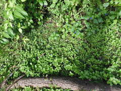 Stachytarpheta indica