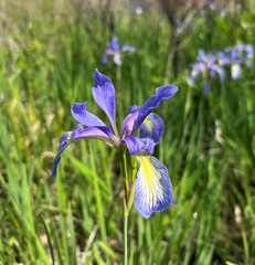 Iris prismatica