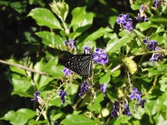 Papilio clytia clytia