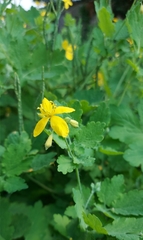 Chelidonium majus