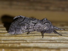 Pseudopanthea palata