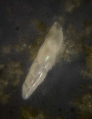 Eubuliminella exilis