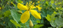 Chelidonium majus