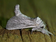 Inguromorpha itzalana