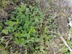 Trifolium pratense