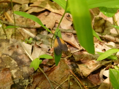 Pyromorpha dimidiata