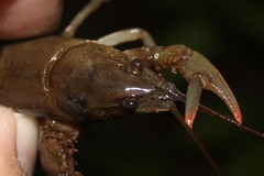 Cambarus acuminatus