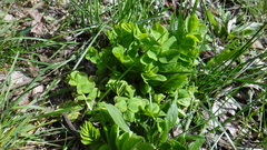 Astragalus glycyphyllos