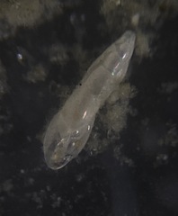 Eubuliminella exilis