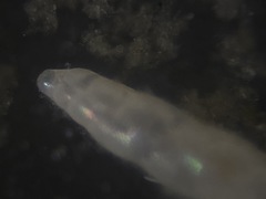 Eubuliminella exilis