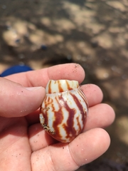 Archachatina marginata