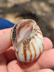 Archachatina marginata