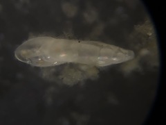 Eubuliminella exilis