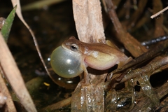 Dendropsophus minutus