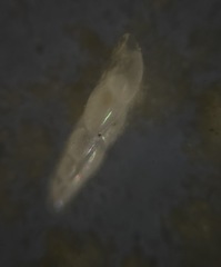 Eubuliminella exilis