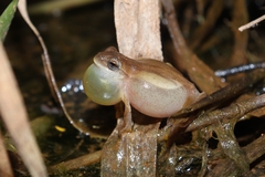 Dendropsophus minutus