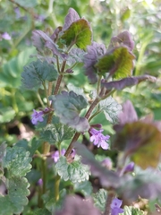 Glechoma hederacea
