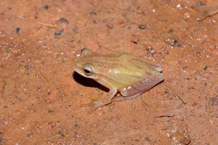 Dendropsophus minutus