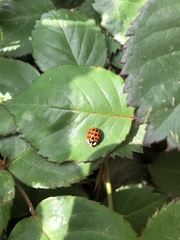 Harmonia axyridis