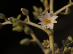 Vateria indica