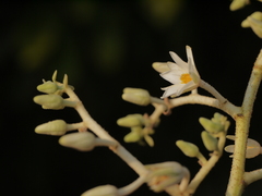 Vateria indica