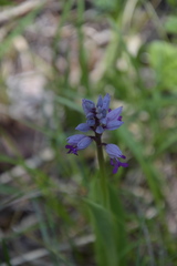 Orchis militaris