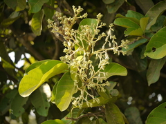 Vateria indica