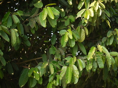 Vateria indica