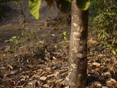 Vateria indica