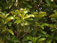 Vateria indica