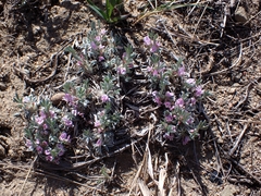 Astragalus tridactylicus