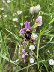 Ophrys scolopax