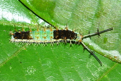 Catonephele numilia