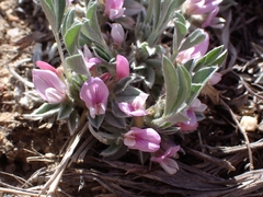 Astragalus tridactylicus