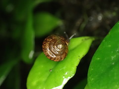 Aegista