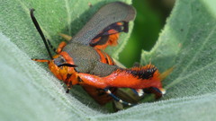 Eichlinia grande