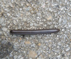 Acanthoiulus cassinensis