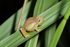 Dendropsophus minutus