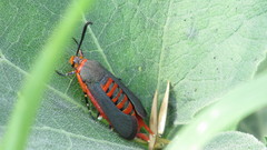 Eichlinia grande